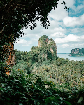 a lush green forest filled with lots of trees