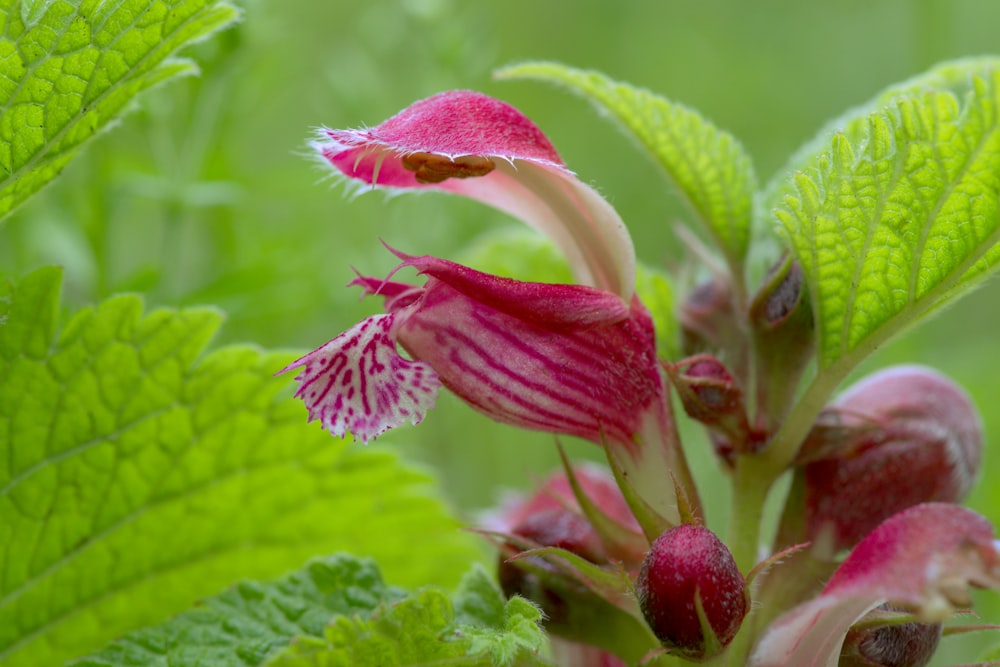 Nahaufnahme einer rosa Blume mit grünen Blättern