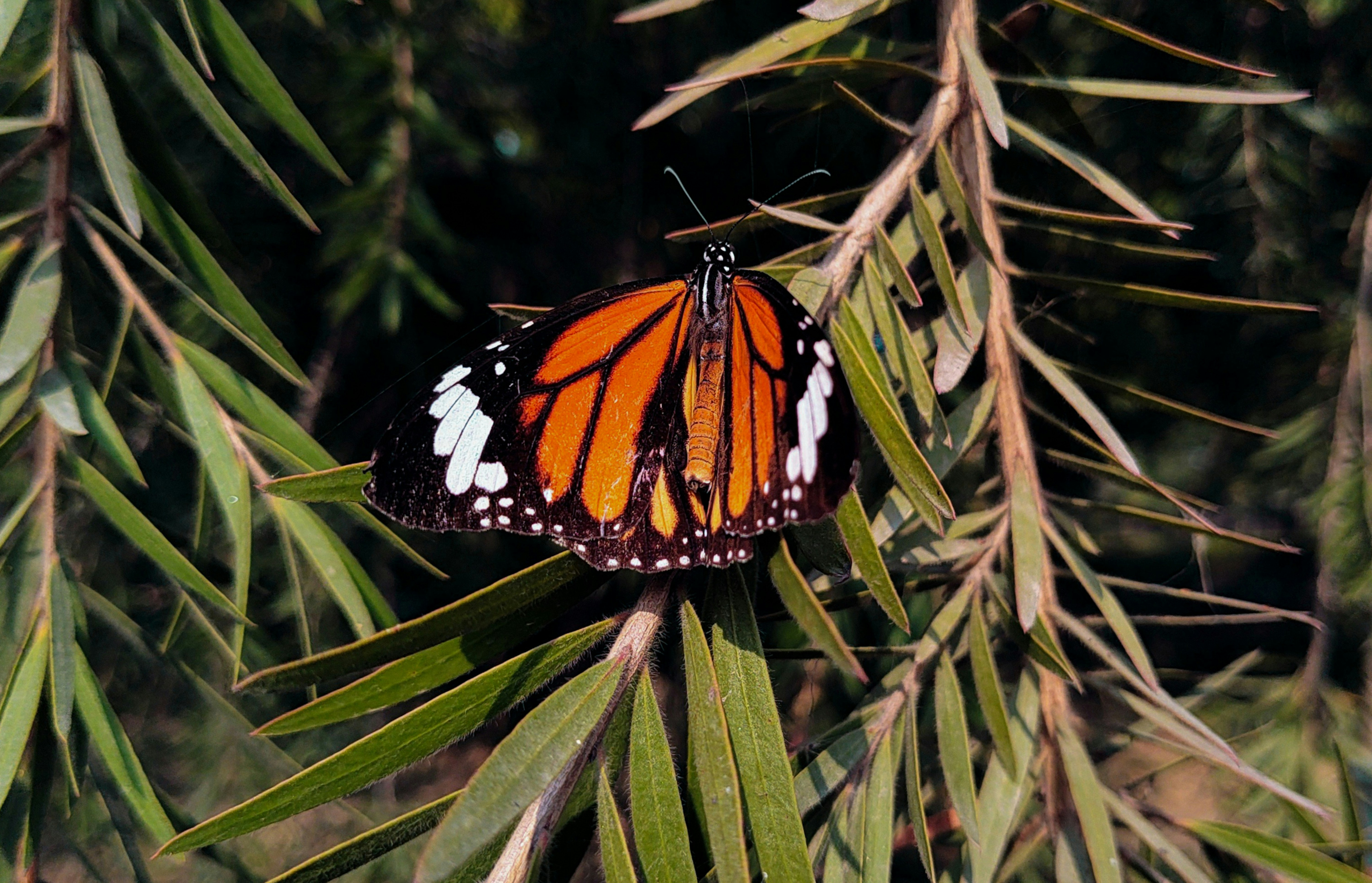 Monarch Butterfly Biosphere