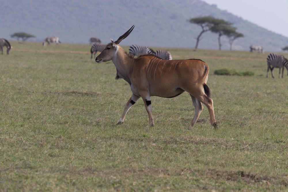 a gazelle walking in a field with zebras in the background