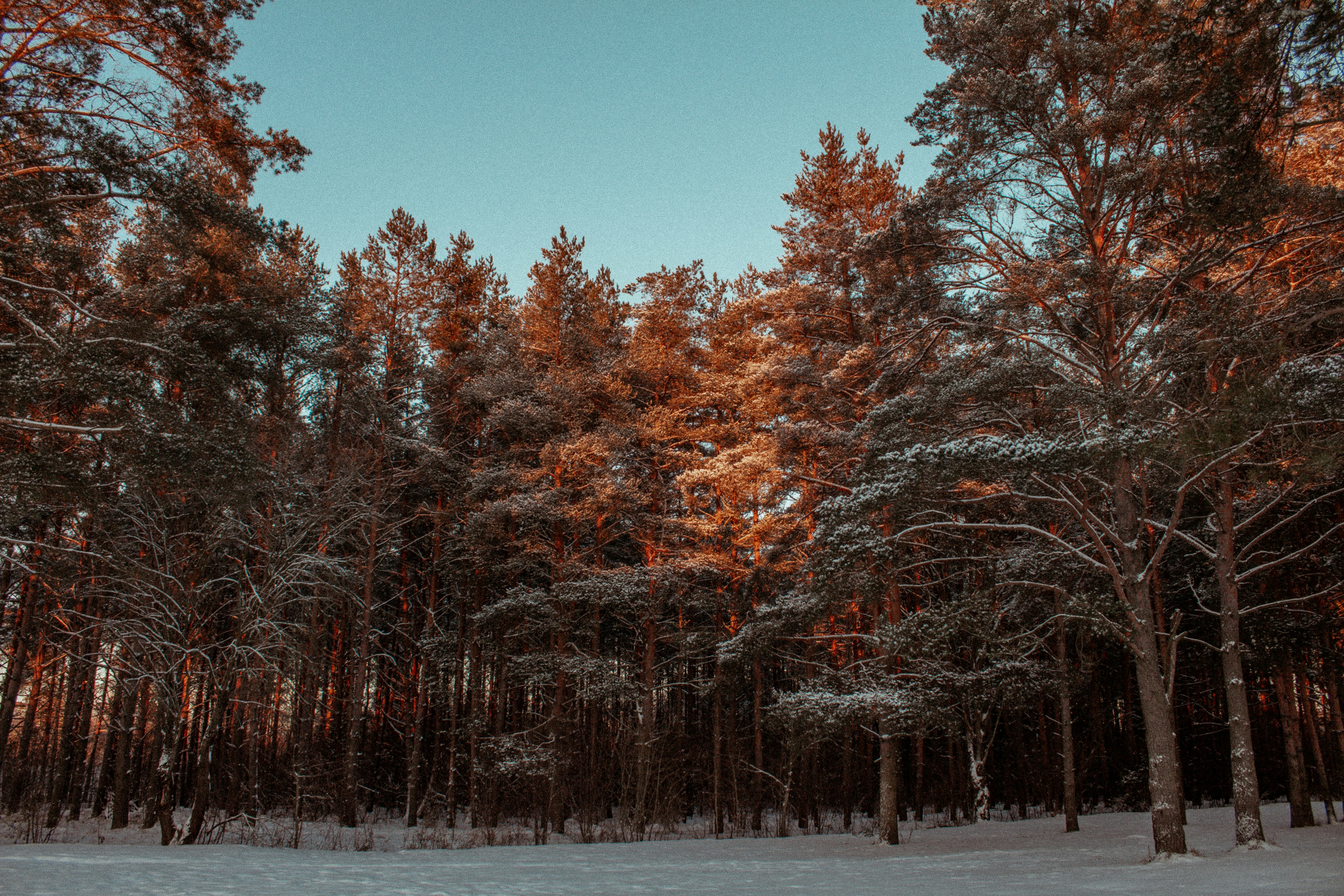 Photo by maximyuryshev