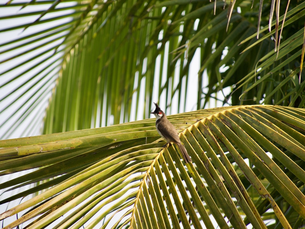 a bird perched on a palm tree branch