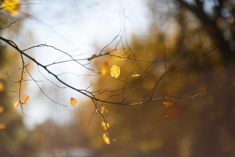 une branche d’arbre avec des feuilles jaunes dessus