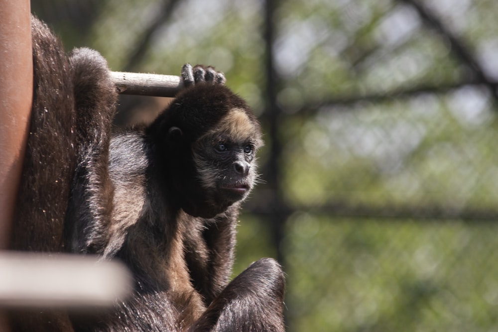 a monkey hanging on to the side of a building