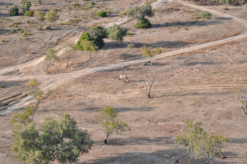 Un par de animales caminando por un campo de hierba seca