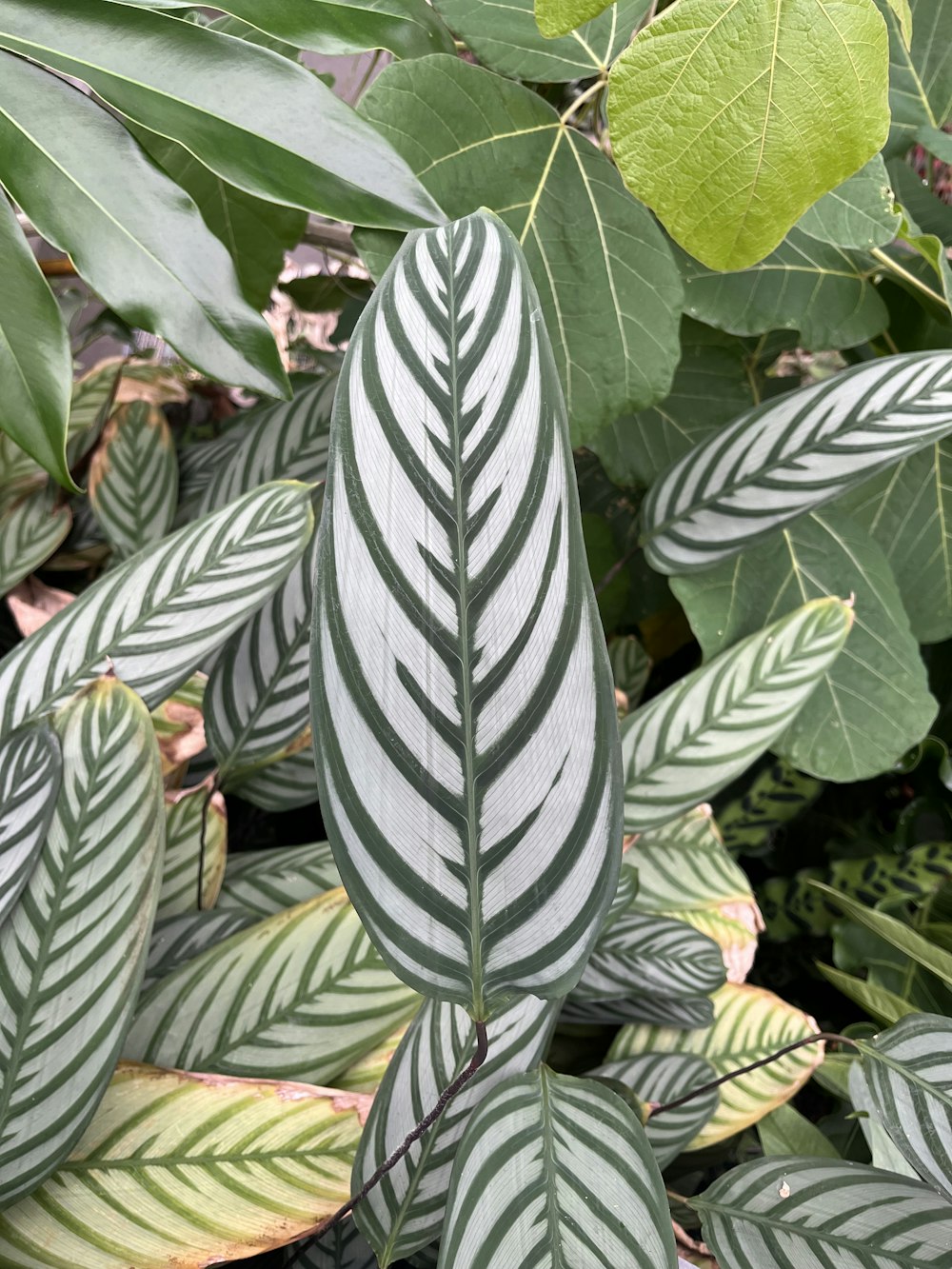 a close up of a plant with green leaves