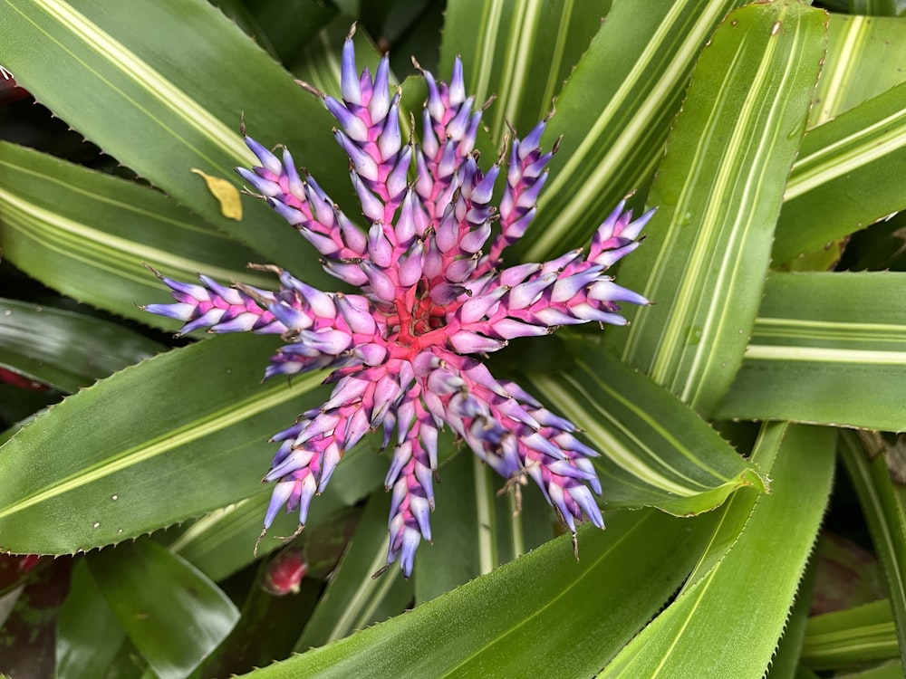 a pink and purple flower surrounded by green leaves