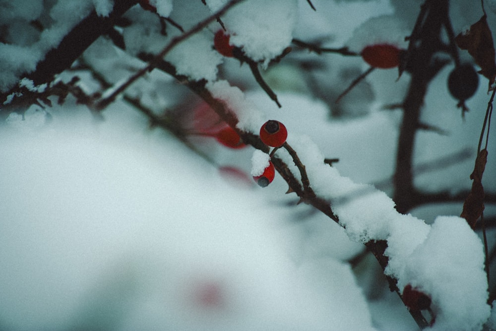 a branch with red berries covered in snow