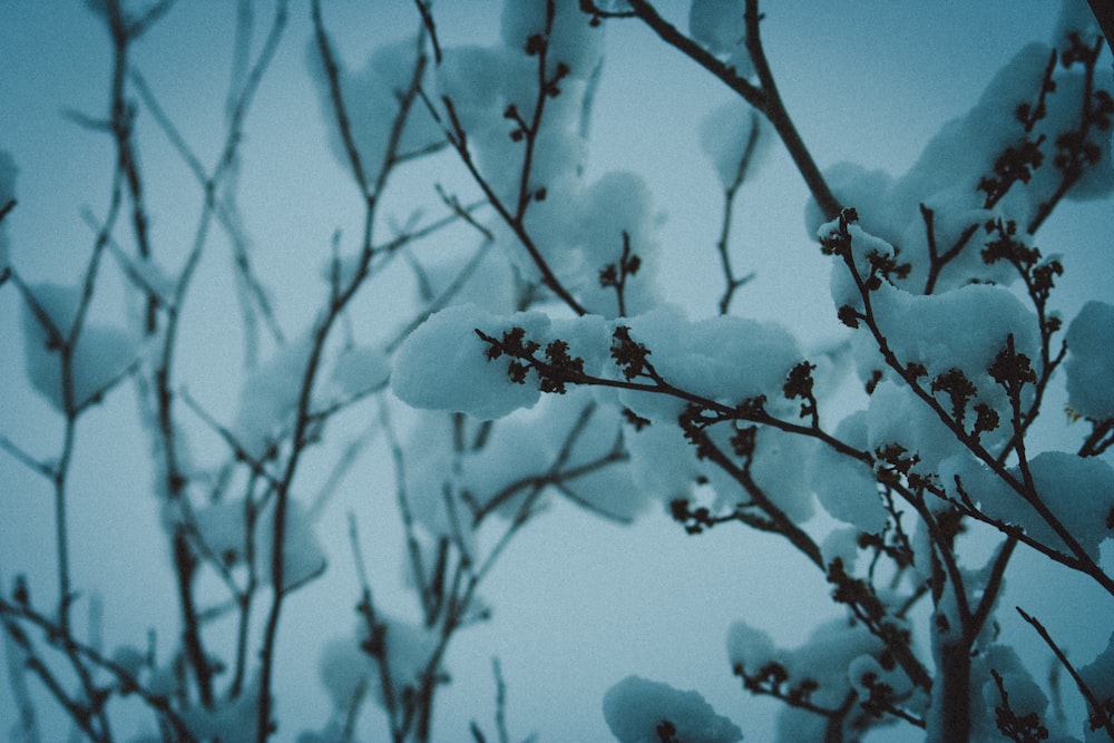 a snow covered tree branch with snow on it