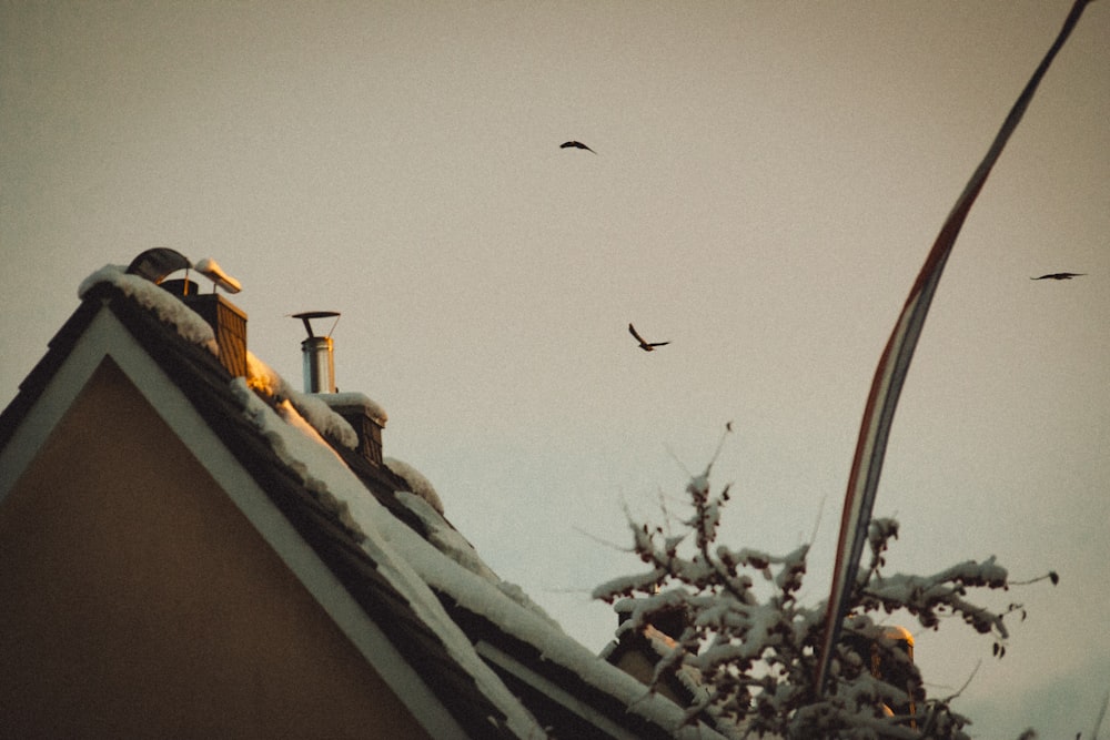 a flock of birds flying over a roof