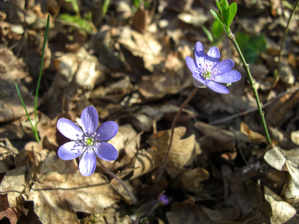 a couple of purple flowers sitting on top of a leaf covered ground