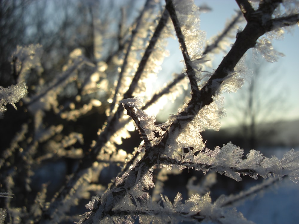 a close up of a tree covered in ice