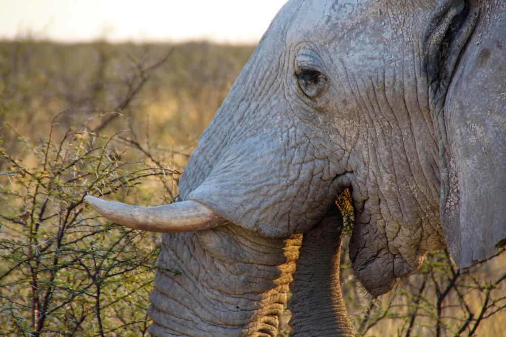 a close up of an elephant in a field