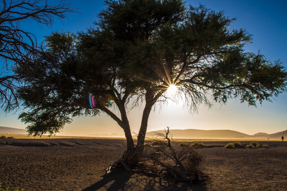 the sun is setting behind a tree in the desert