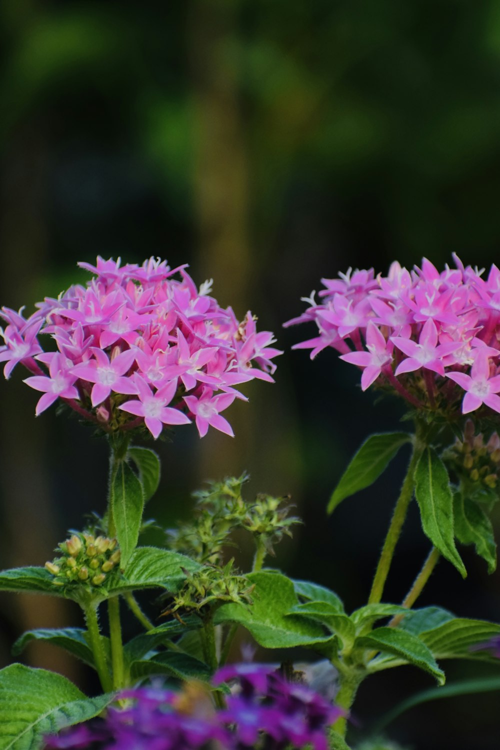 a close up of a bunch of pink flowers