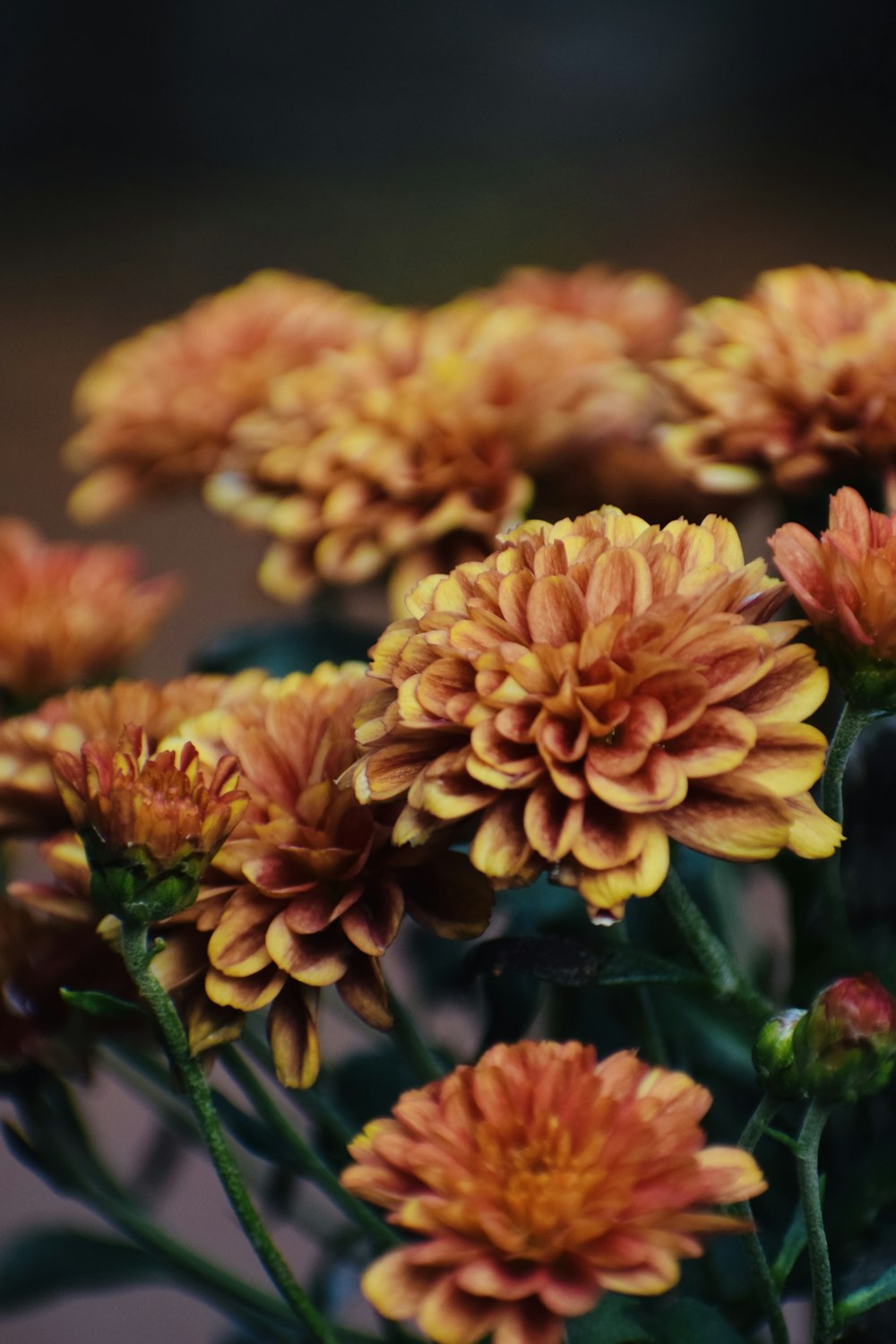 a bunch of flowers that are in a vase