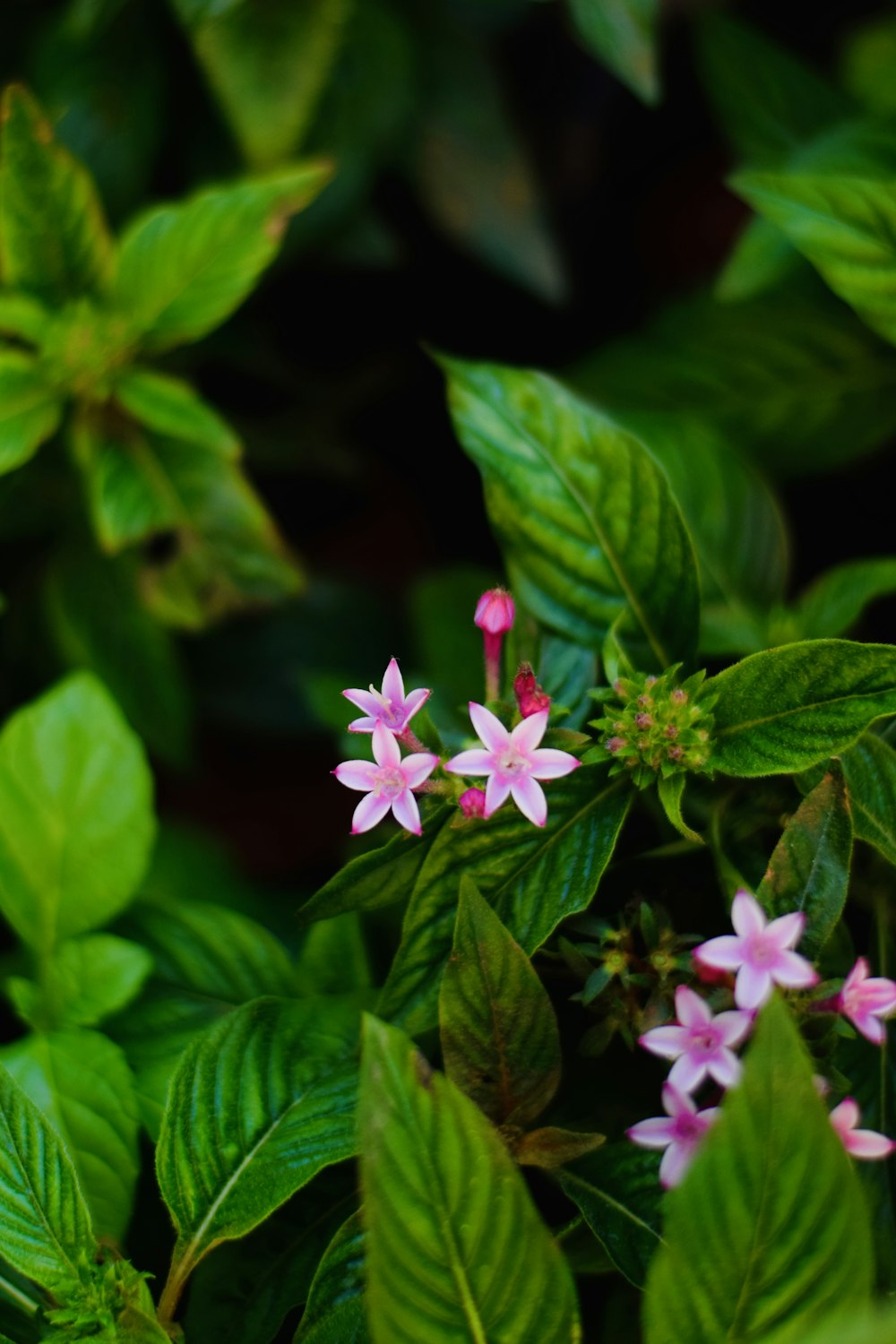 small pink flowers surrounded by green leaves