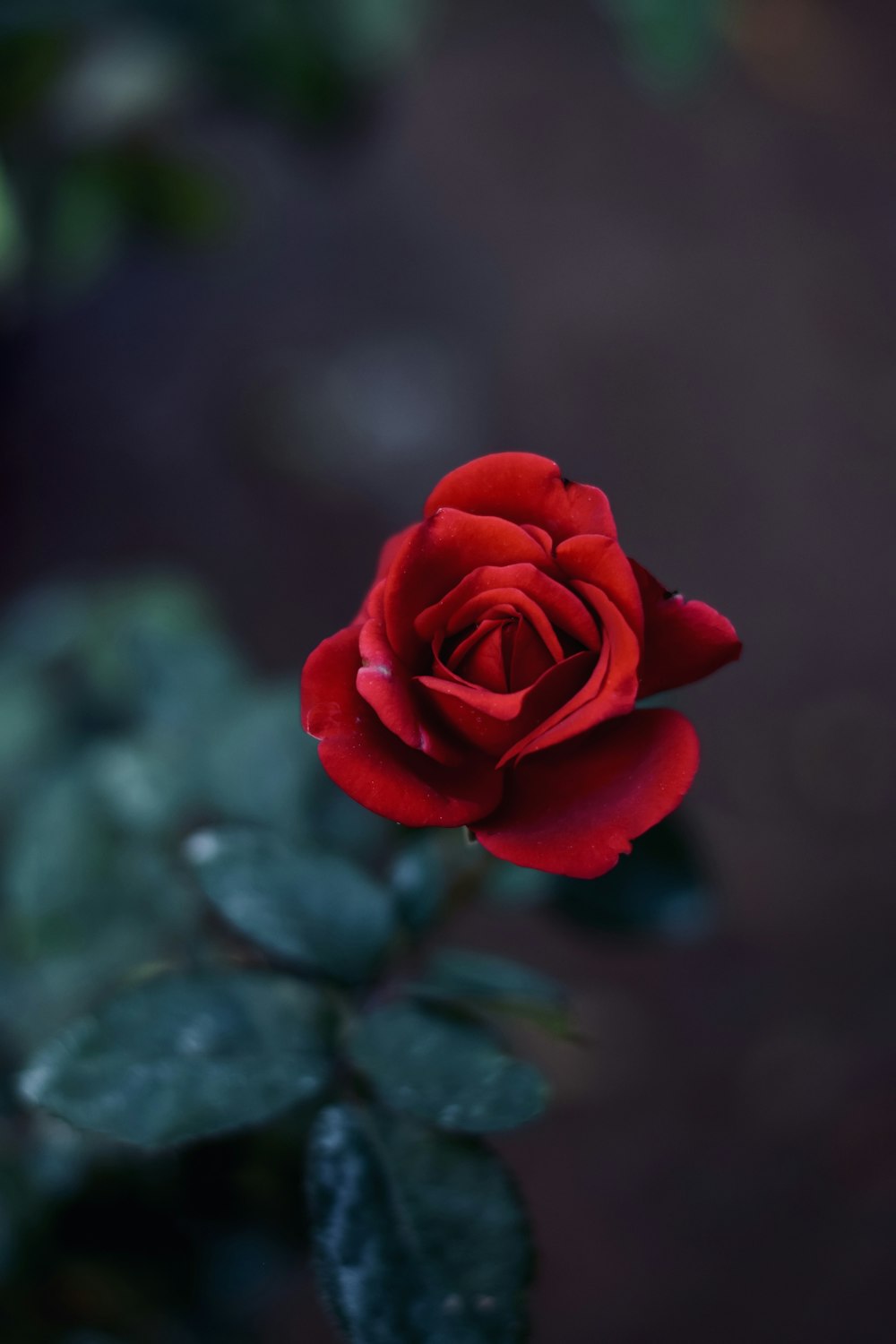 a red rose with green leaves in the background