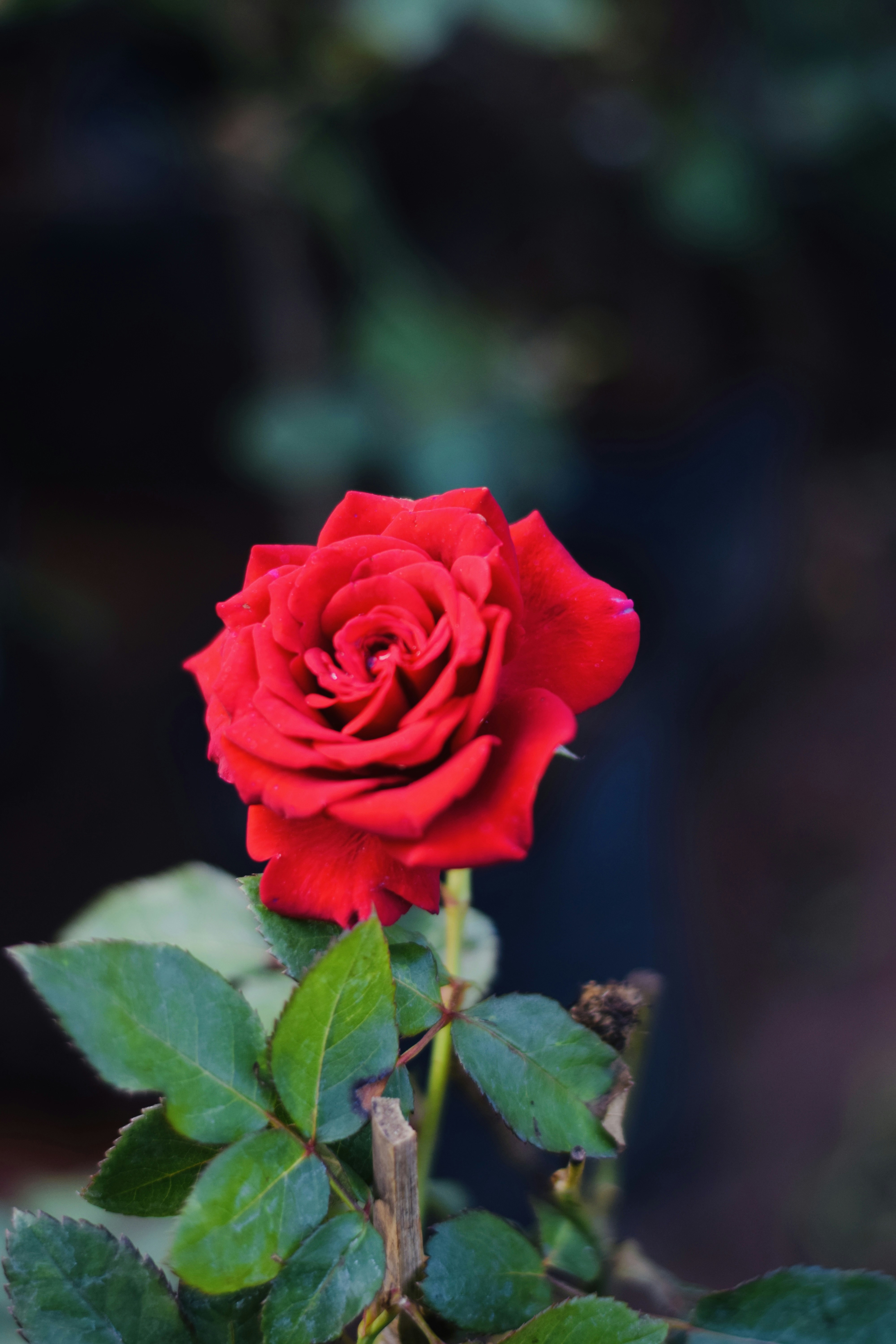 Photo by theushakiran