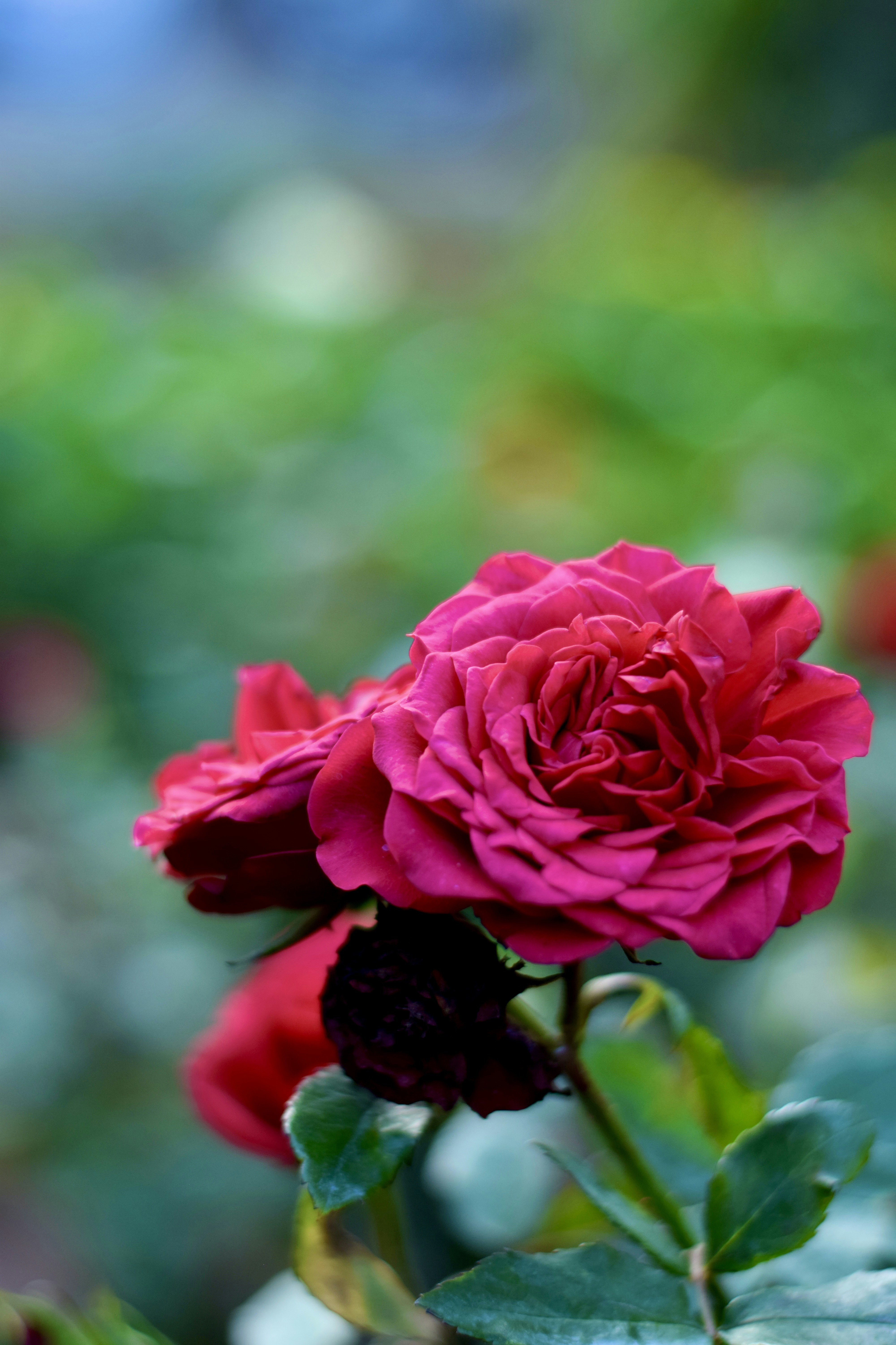 Photo by theushakiran