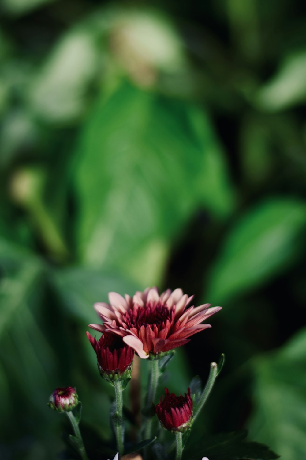 a close up of a flower with leaves in the background