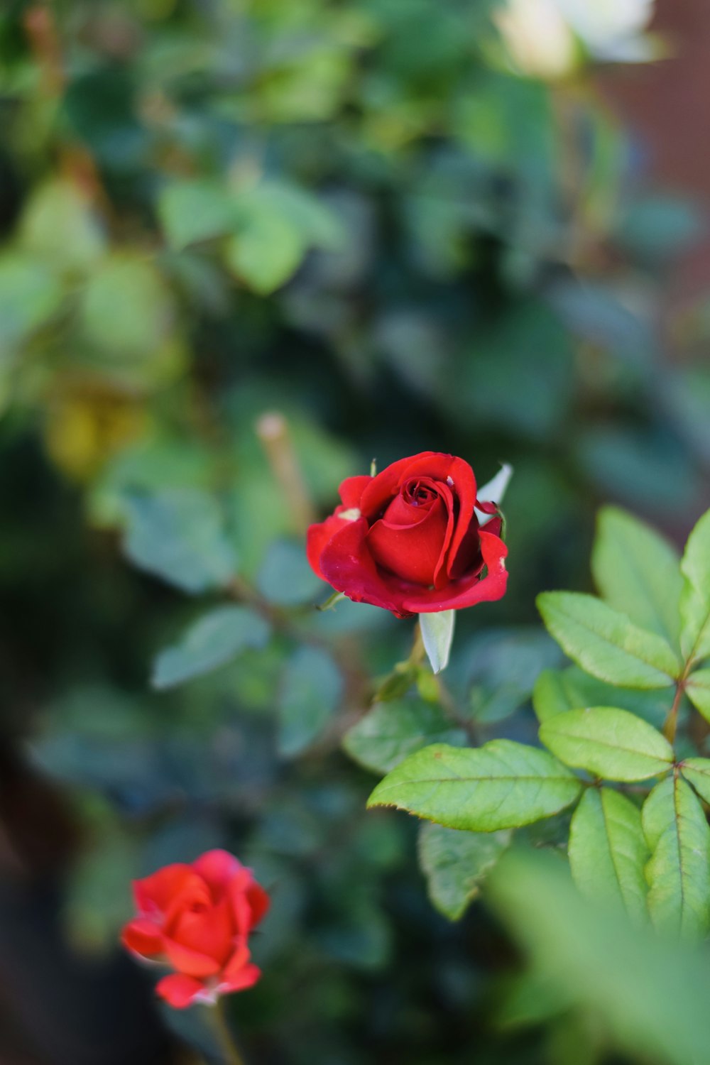 a close up of a red rose on a bush