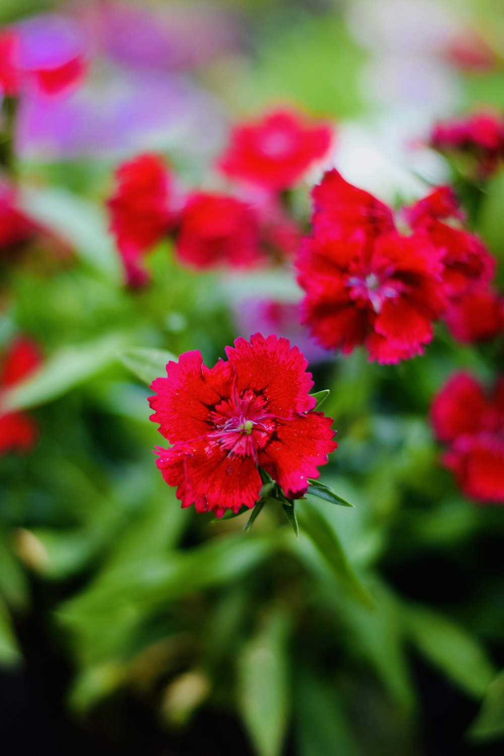 a bunch of red flowers that are in a pot