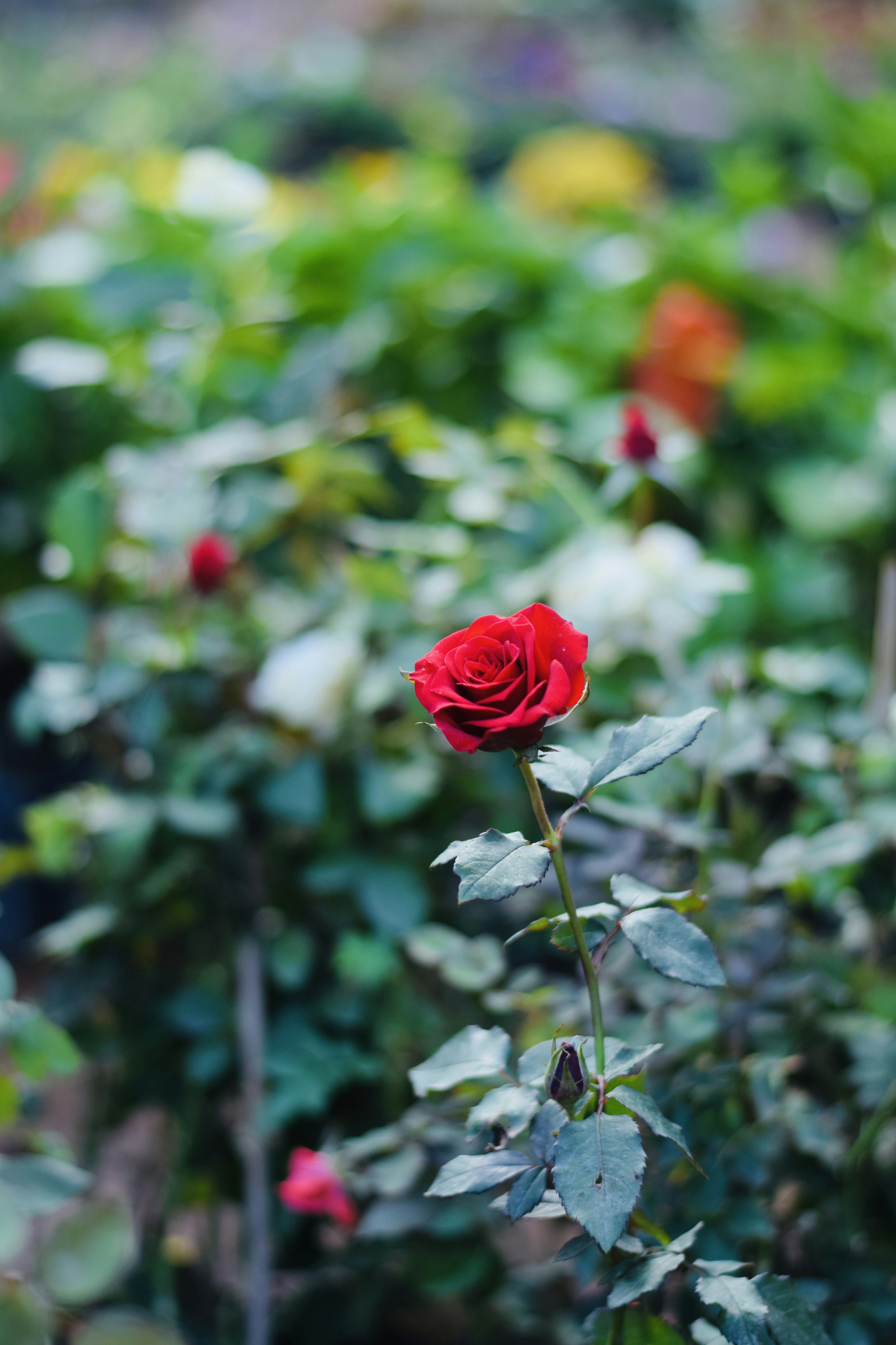 Photo by theushakiran