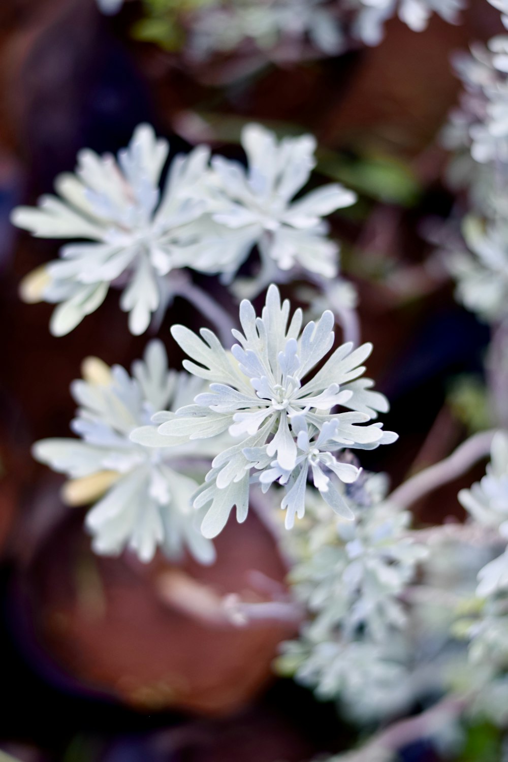 a close up of a bunch of white flowers