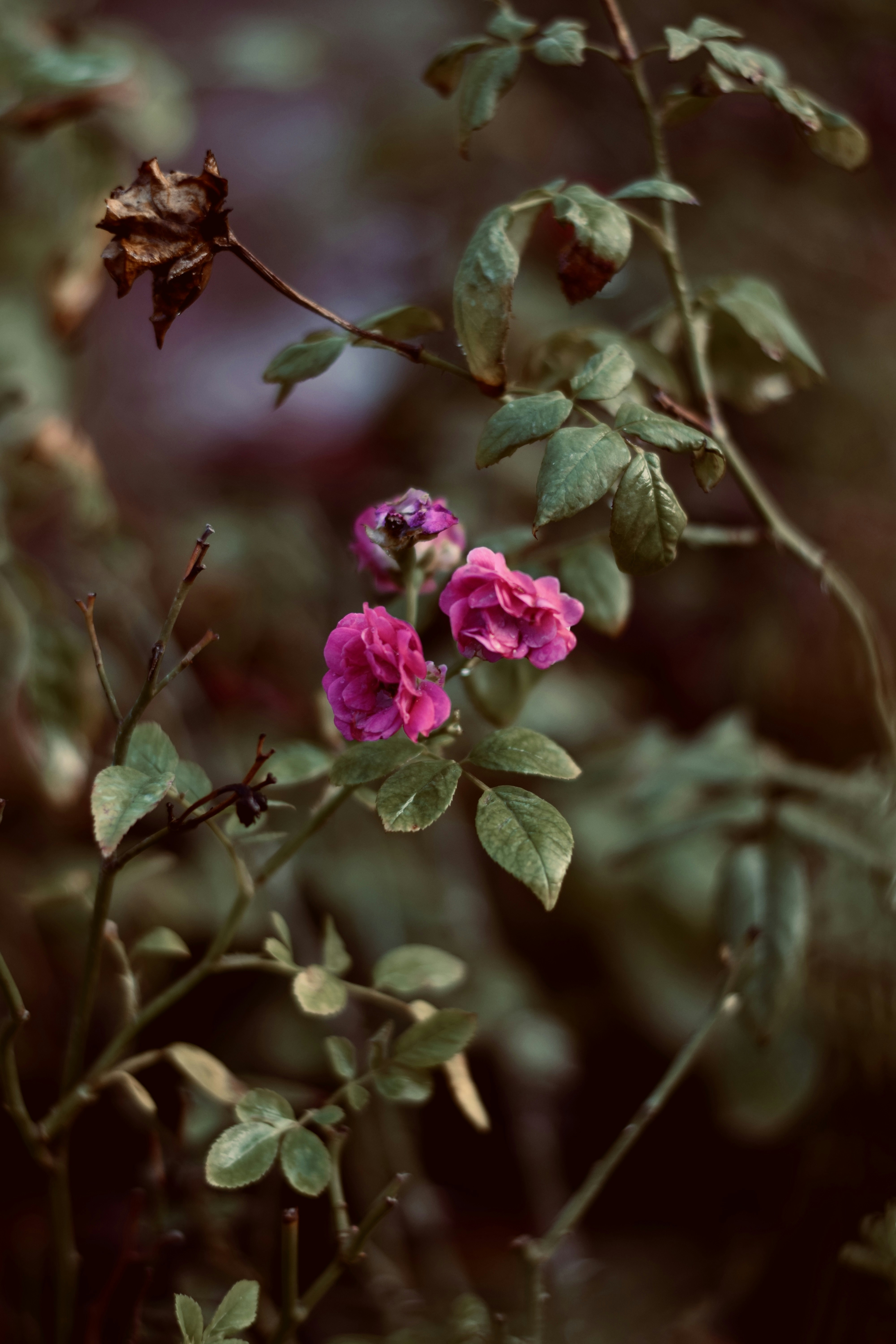 Photo by theushakiran