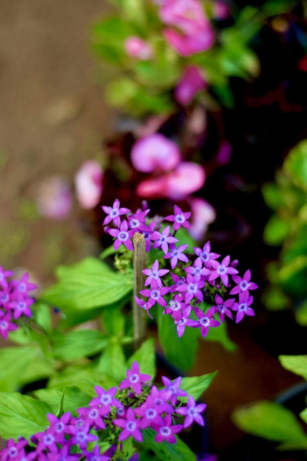 a bunch of flowers that are in a pot