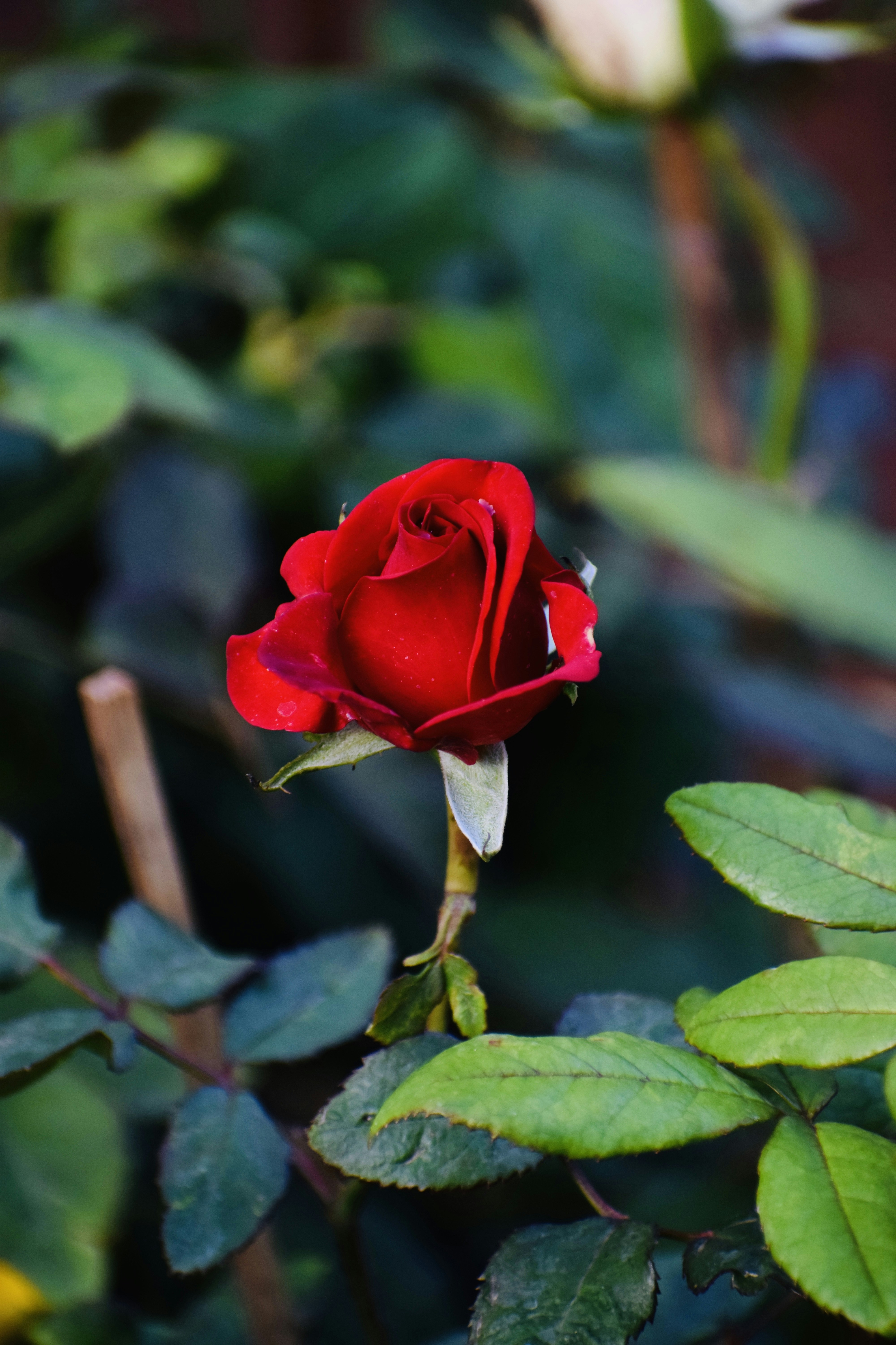 Photo by theushakiran