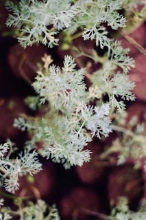 Wormwood for parasite cleanse