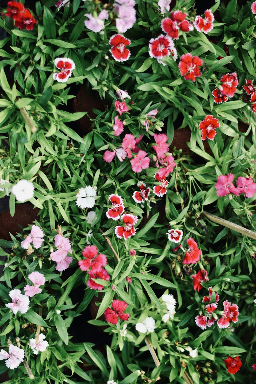 un ramo de flores que están en una maceta