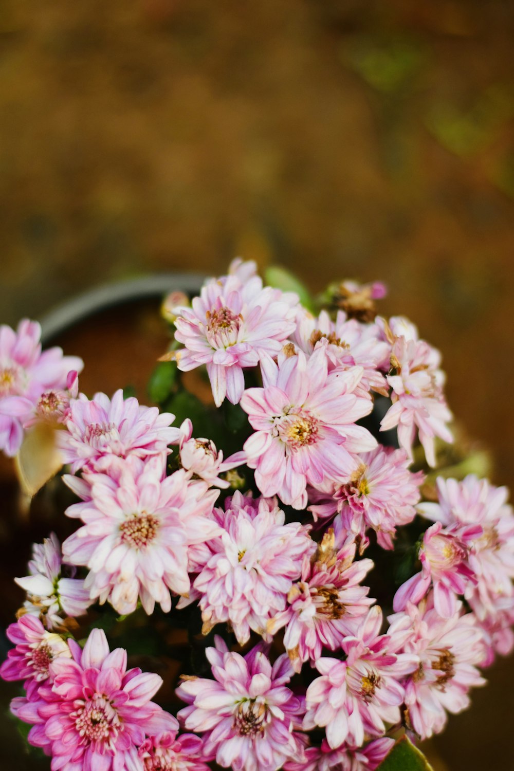 a bunch of pink flowers in a vase