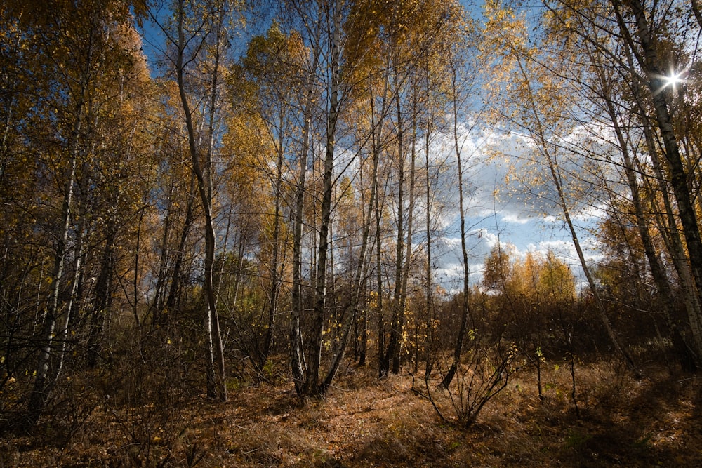 a forest filled with lots of tall trees