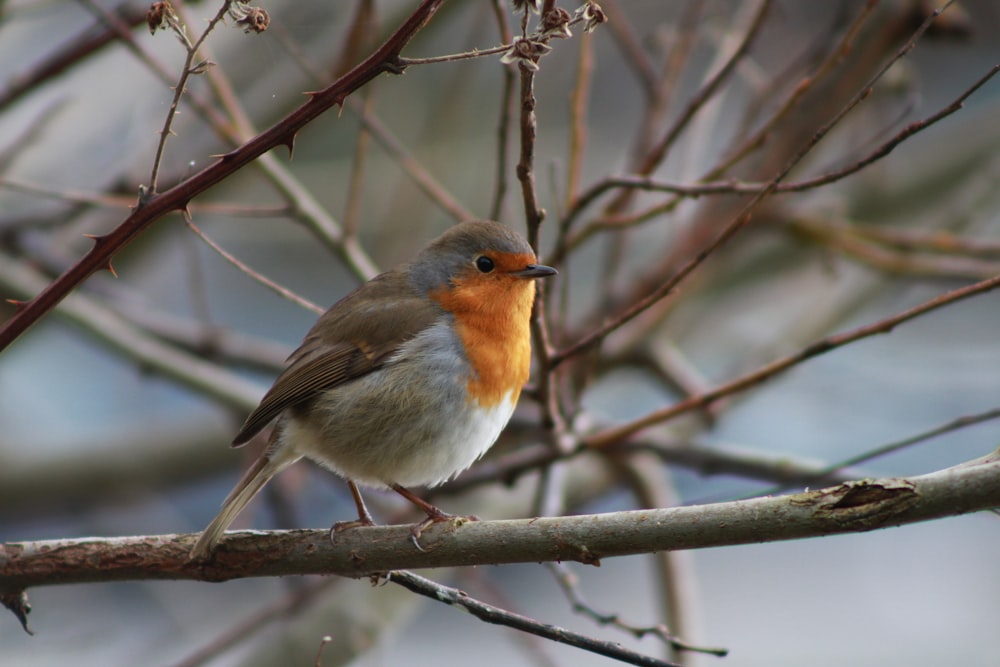 a small bird perched on a tree branch