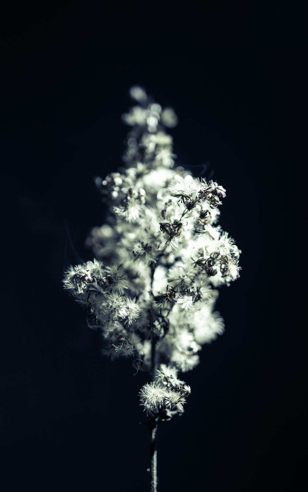 a black and white photo of a flower