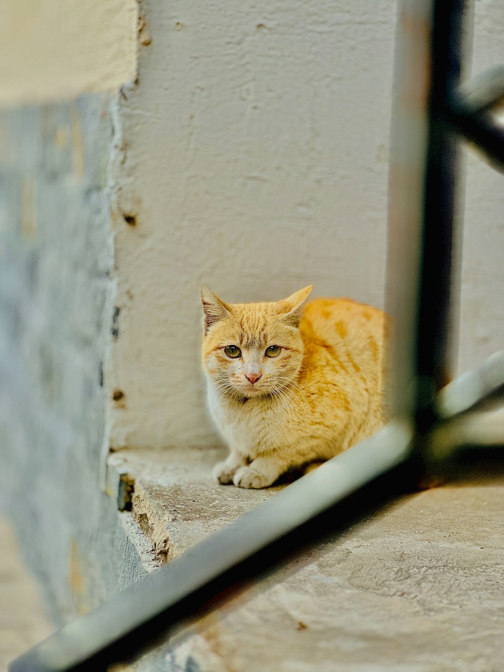 a cat sitting on a ledge looking at the camera