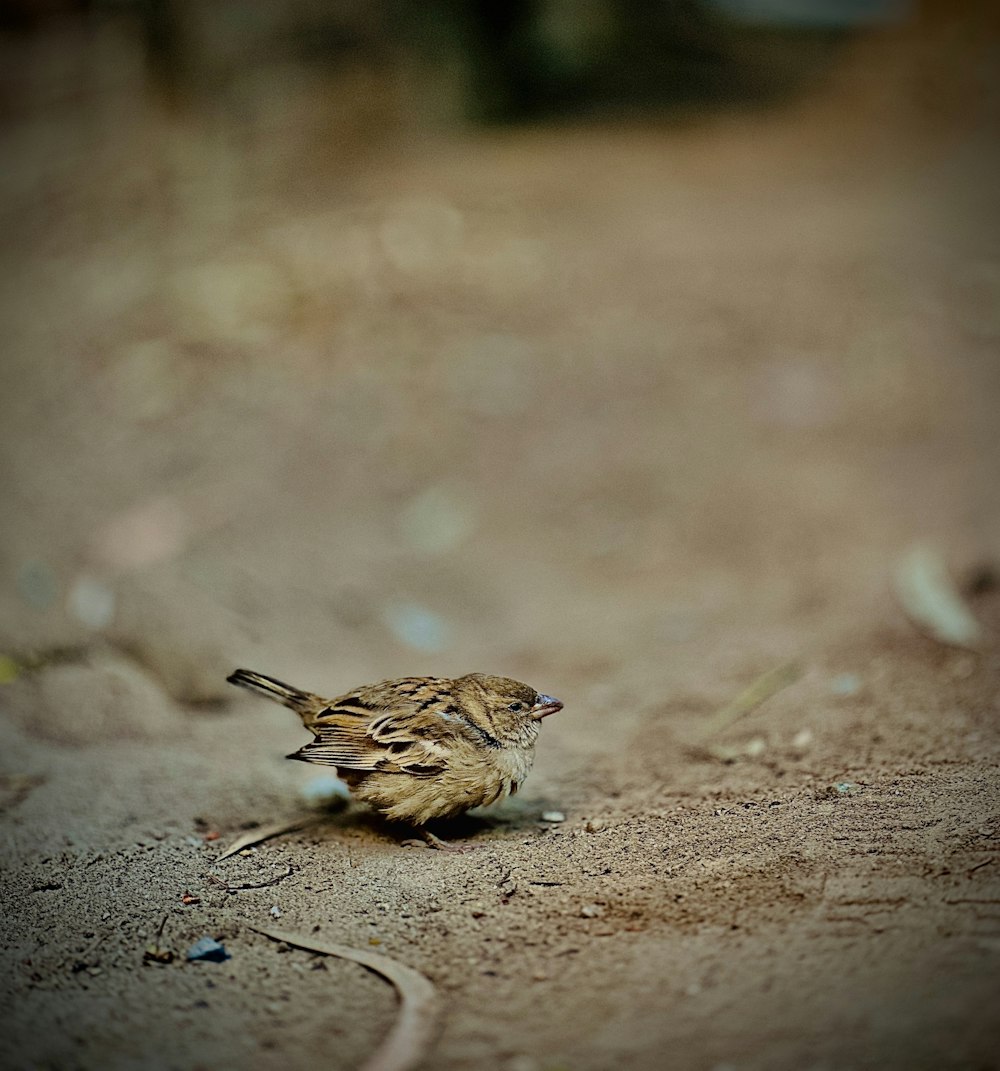 a small bird is standing on the ground