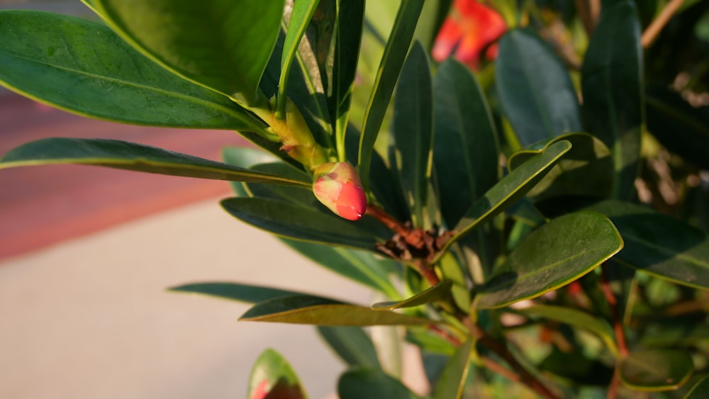 a close up of a plant with green leaves