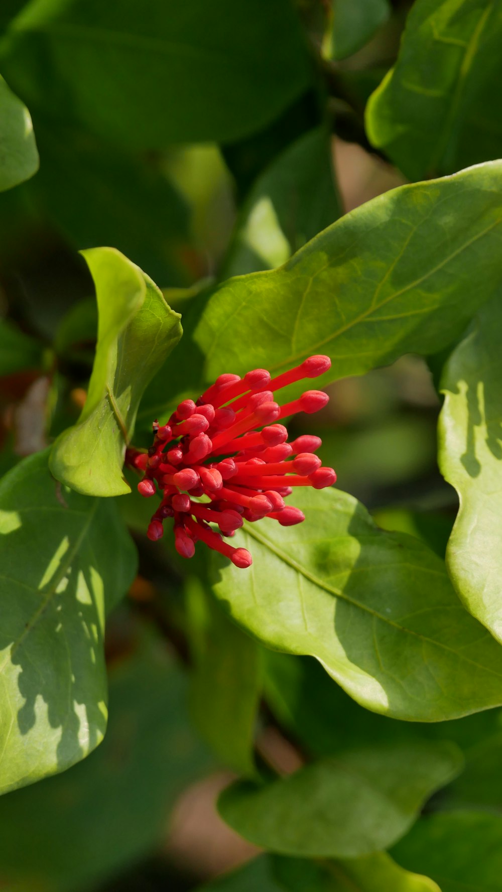 a close up of a red flower on a tree