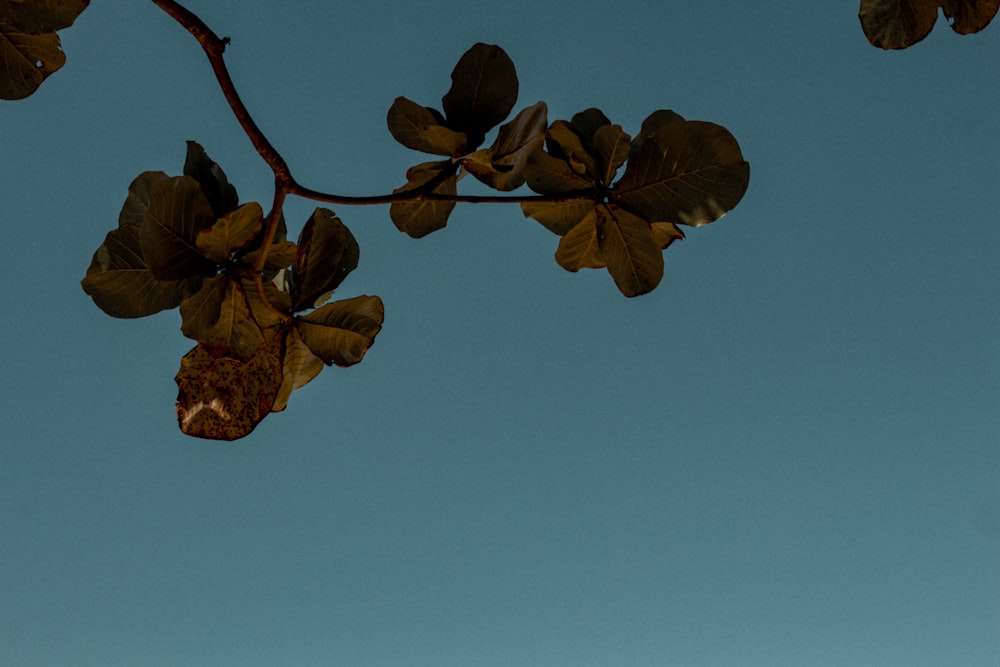 a tree branch with leaves against a blue sky