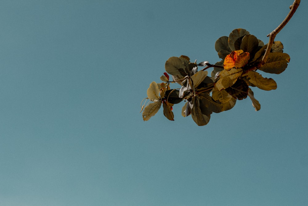 a tree branch with leaves against a blue sky