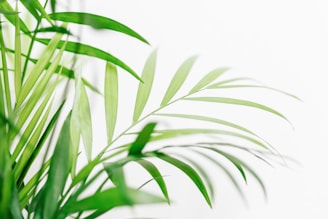 a close up of a green plant with white background