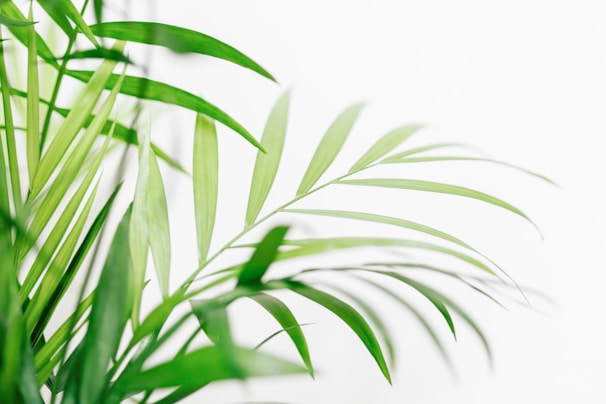 a close up of a green plant with white background