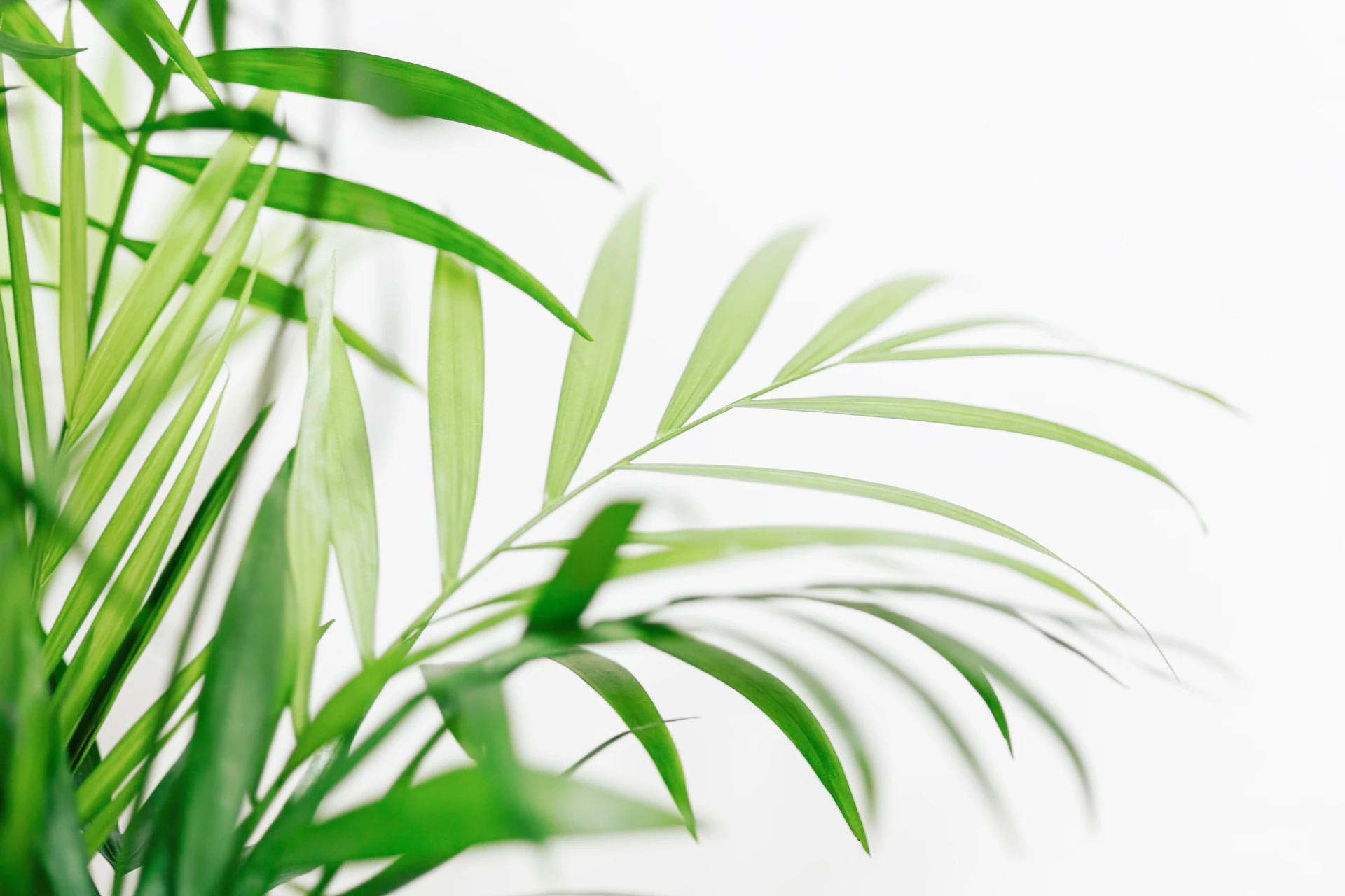 a close up of a green plant with white background