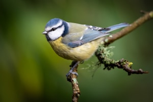 a small blue and yellow bird perched on a branch