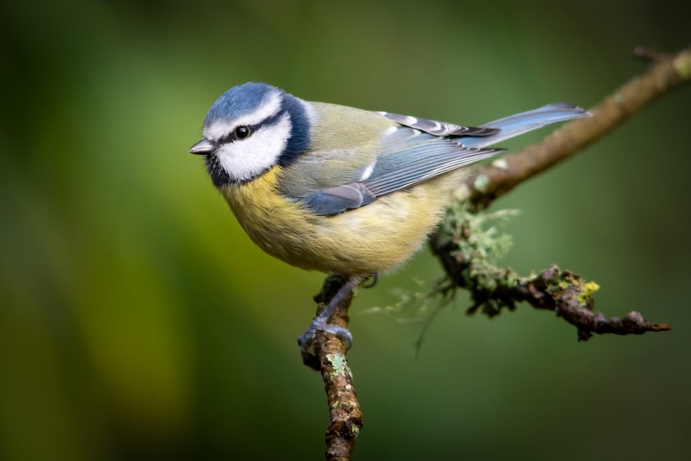 a small blue and yellow bird perched on a branch