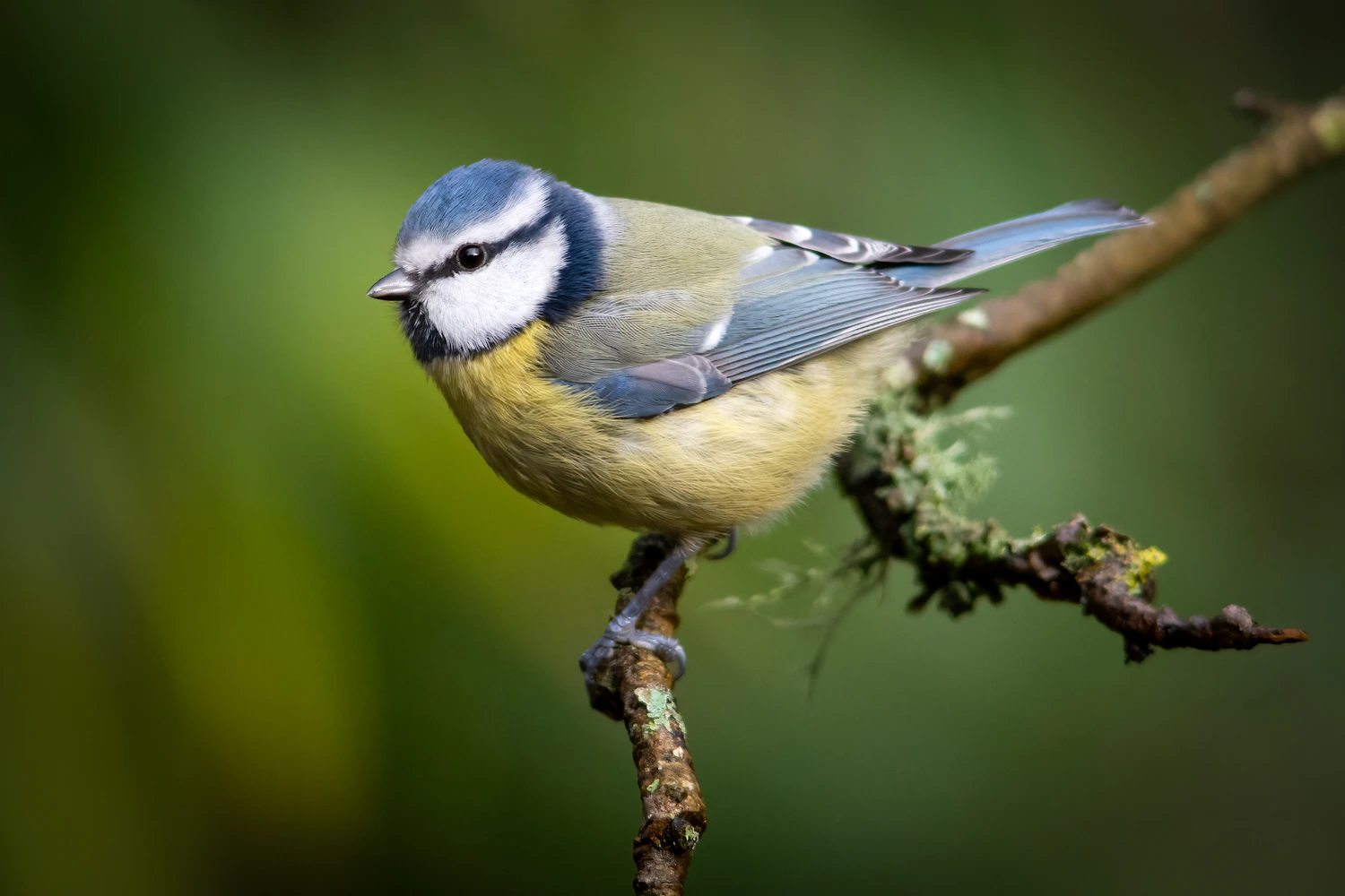 A blue tit with a yellow breast and blue cap perched on a mossy twig against soft green